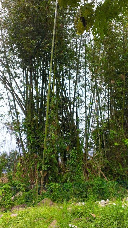 Kinabalu Poring Vacation Lodge Kampung Poring Dış mekan fotoğraf